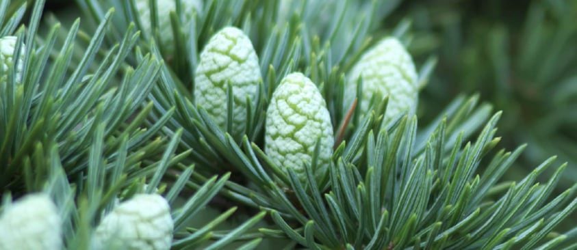 Black Spruce Aroma Therapy