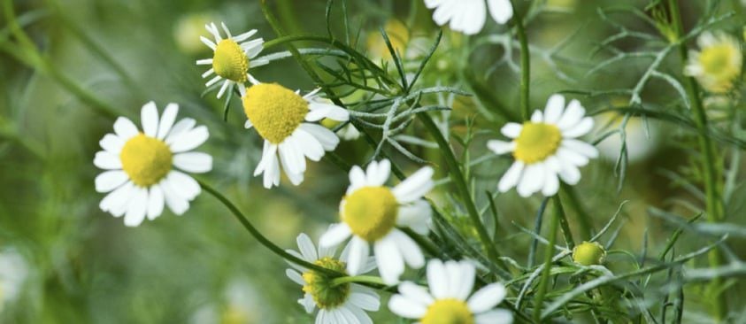 Blue Chamomile Aroma Therapy