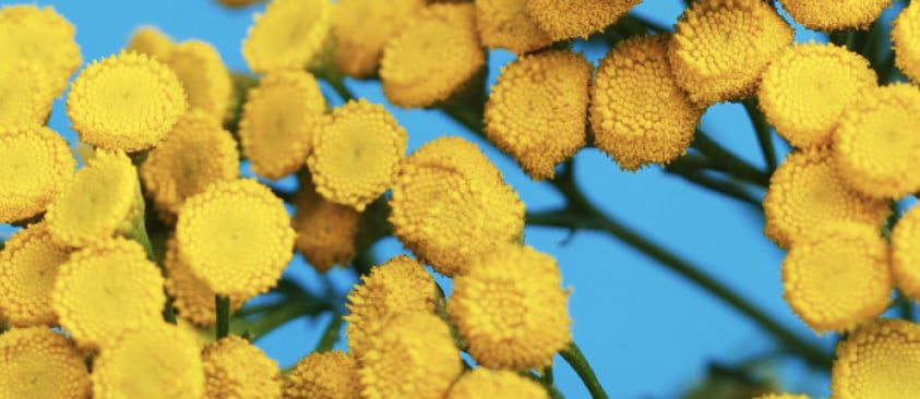 Blue Tansy Aroma Therapy
