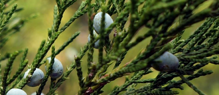Cedarwood Aroma Therapy