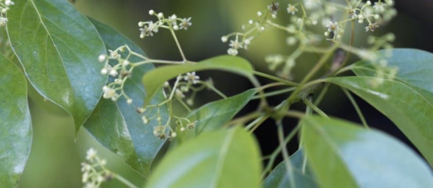 Ho Leaf Aroma Therapy