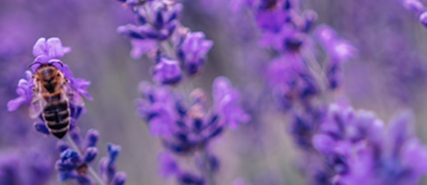 Lavender Essential Oil Aroma Therapy