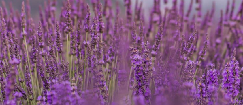 Lavender Aroma Therapy