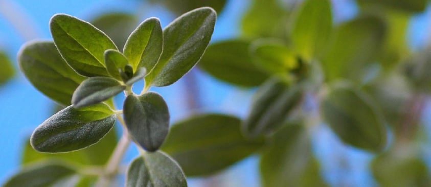 Marjoram Aroma Therapy