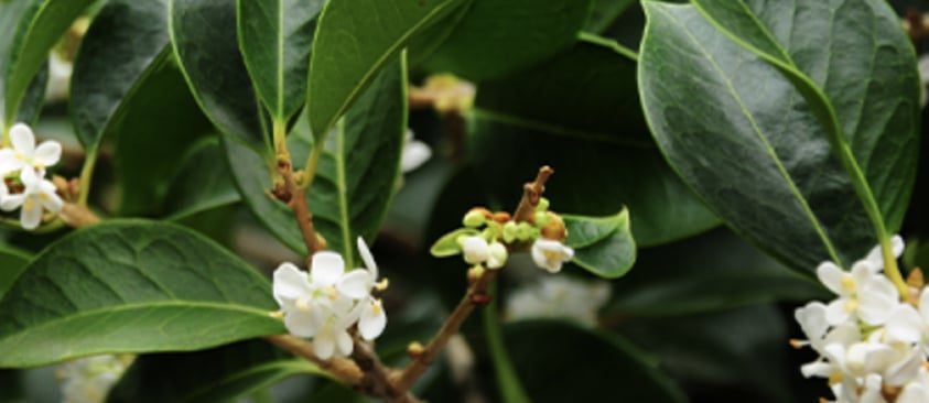 Osmanthus Aroma Therapy