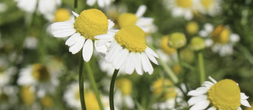 Roman Chamomile Essential Oil Aroma Therapy