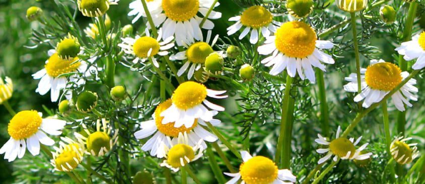 Roman Chamomile Aroma Therapy