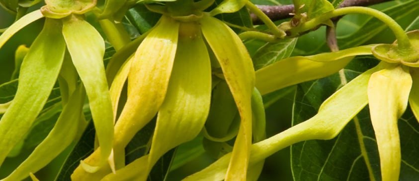 Ylang Ylang Aroma Therapy